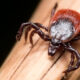 Deer Tick Bites